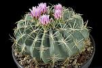 Ferocactus macrodiscus D. 15 € 20.00